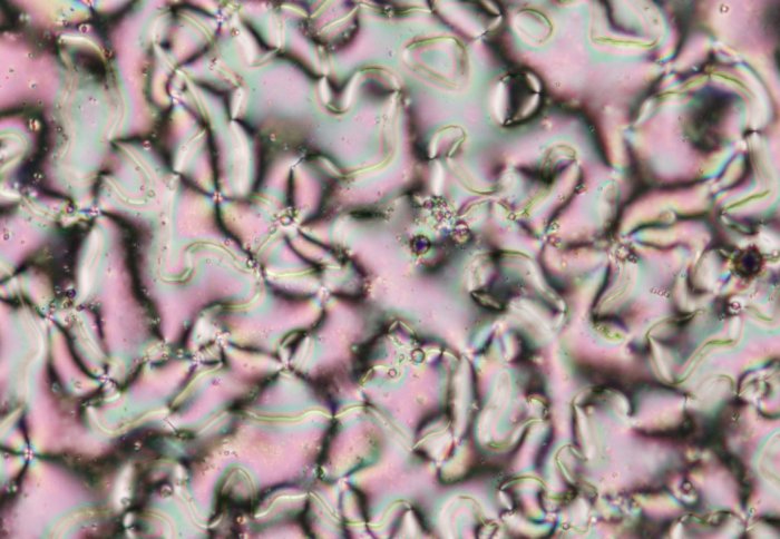 Membrane Biophysics