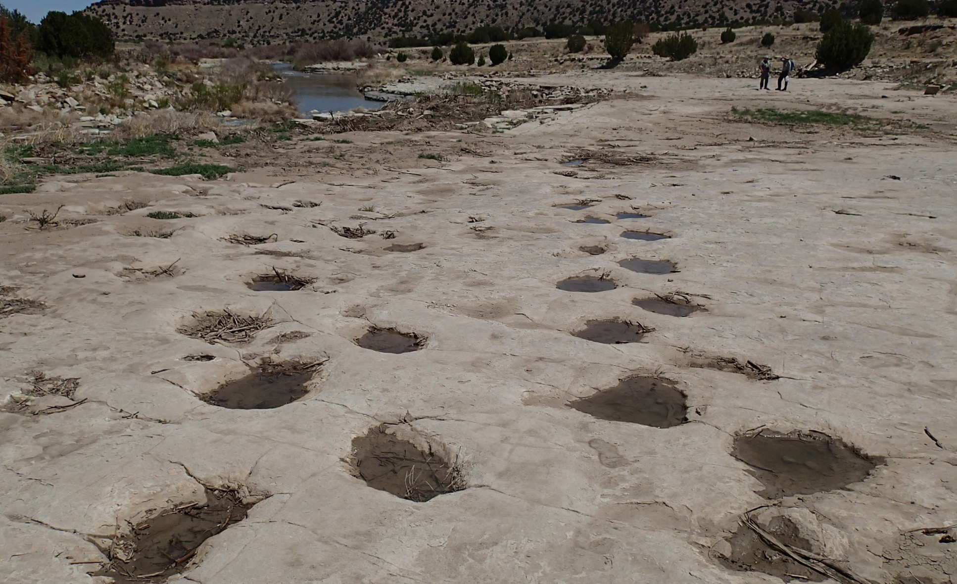 Sauropod tracks